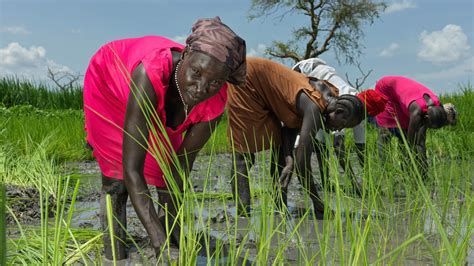 donne al lavoro in un campo agricolo tradizionale nel Sud Sudan