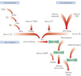 Infografica sui fattori della coagulazione e i loro ruoli