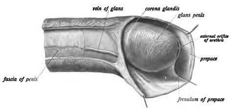 Illustrazione anatomica del pene con glande e prepuzio etichettati