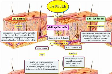 Mappa della pelle sensibile del neonato