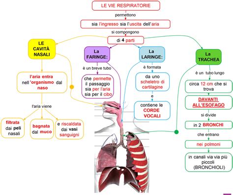 illustrazione schematica delle vie respiratorie del bambino