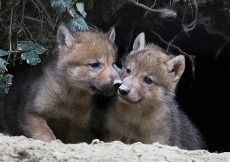 Cuccioli di lupo appena nati nella tana