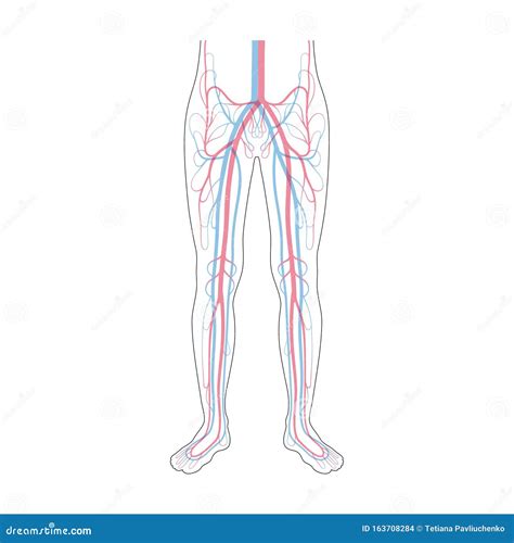 Diagramma del sistema circolatorio venoso delle gambe