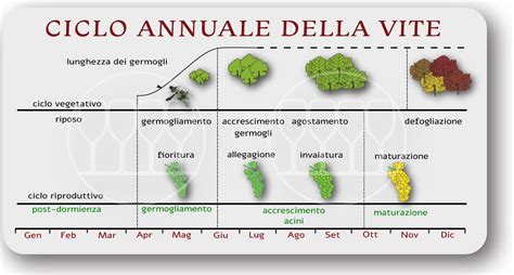 rappresentazione grafica del ciclo fenologico della vite durante l'anno