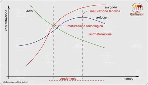 diagramma che illustra l'andamento di zuccheri, acidi e polifenoli durante la maturazione