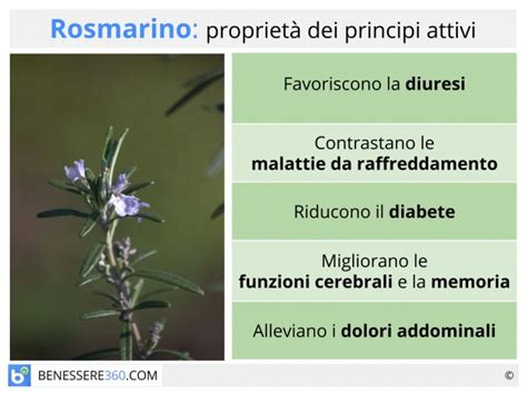 Diagramma delle proprietà del rosmarino sull'organismo