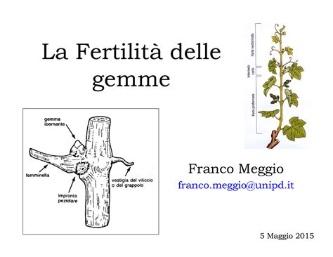 schema della fertilità delle gemme lungo il tralcio di vite