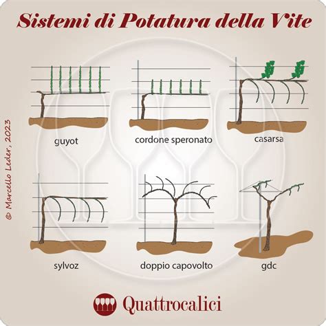 infografica sulle posizioni delle gemme e tecniche di potatura