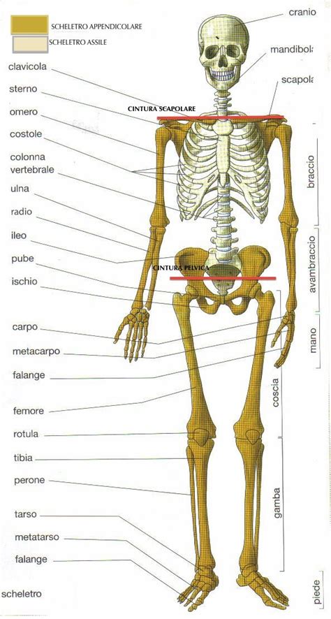 Scheletro umano con evidenziati i muscoli della parte superiore del corpo