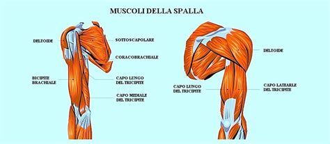 Diagramma dei muscoli della spalla e del braccio