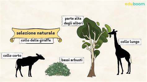 infografica sulle differenze tra selezione naturale e selezione artificiale millenaria