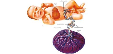 rappresentazione del cordone ombelicale e della placenta come risorsa biologica