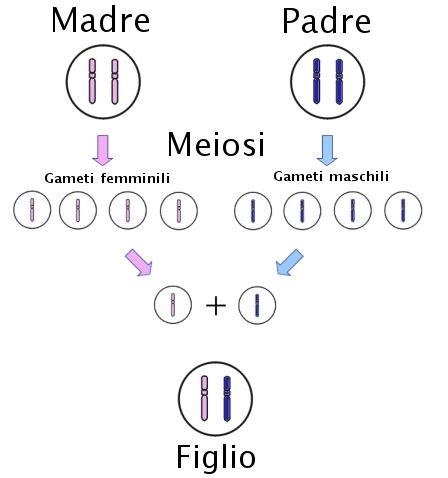 rappresentazione stilizzata del DNA e gameti umani