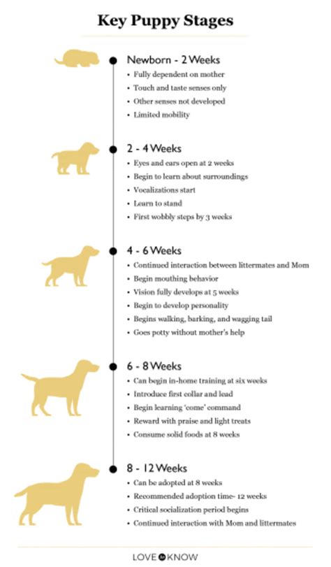 Graphic depicting puppy developmental milestones including mother's care, sibling interaction, and optimal adoption age