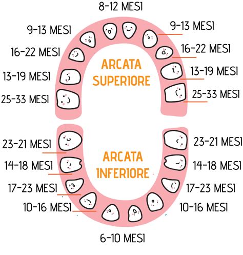 schema grafico che mostra come inserire pezzi di frutta nella tettarella per la dentizione