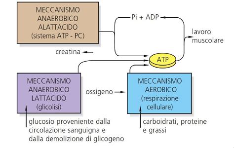 Diagramma del metabolismo energetico