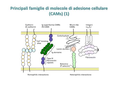 Rappresentazione schematica dei meccanismi di adesione cellulare mediati da caderine e integrine