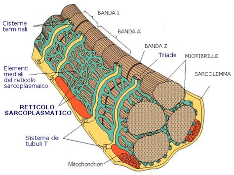 Modello tridimensionale del canale del calcio (pompa Ca2+-ATPasi) nella membrana del reticolo sarcoplasmatico