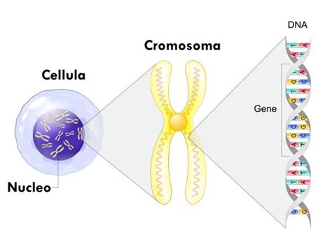 Illustrazione del cromosoma 11 con i geni WT1 e WT2 associati al nefroblastoma