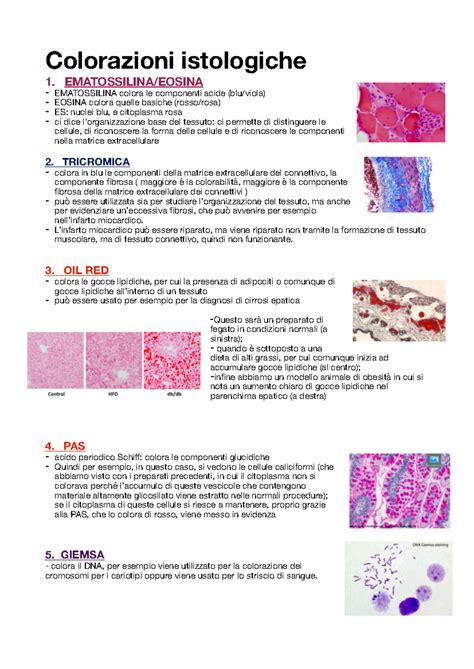 Sezione istologica di nefroblastoma con le diverse componenti cellulari