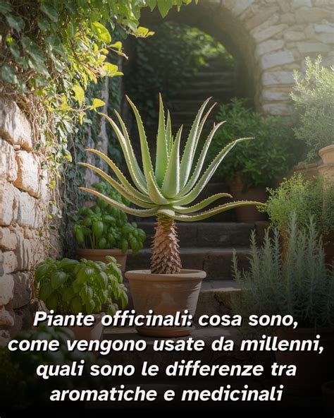 Piante officinali per la salute