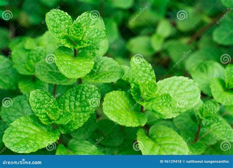 Menta piperita foglie