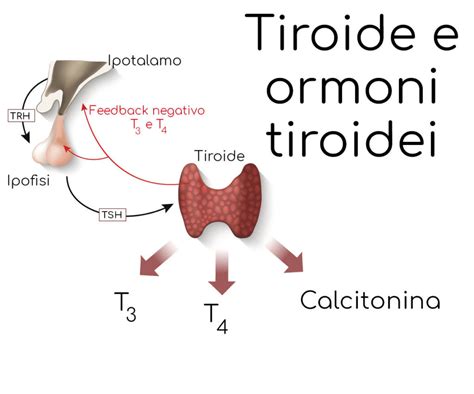 Funzionamento della ghiandola tiroidea e ormoni tiroidei