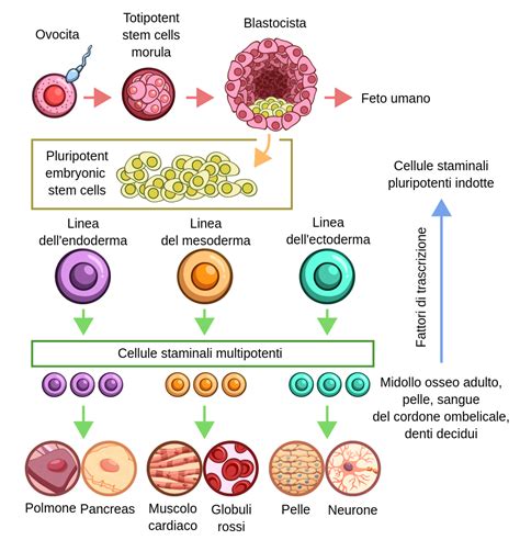 Cellule staminali amniotiche