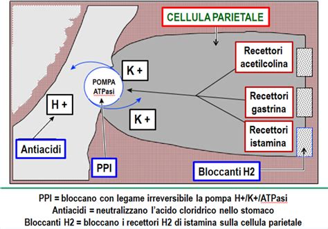 Meccanismo d'azione degli inibitori di pompa protonica