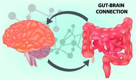 Connessione cervello-intestino