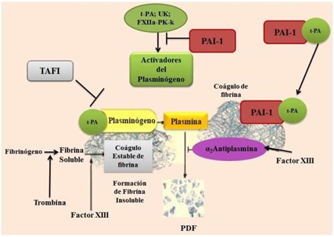 Schema del sistema fibrinolitico e del PAI-1