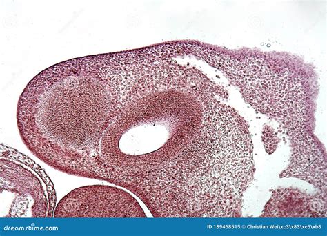 Embrione in laboratorio sotto microscopio