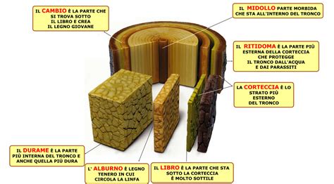 Infografica che mostra la struttura di un pannolino con strati assorbenti e traspiranti