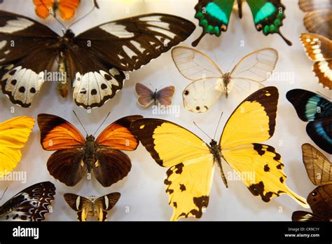 Collezione di insetti in un museo di storia naturale