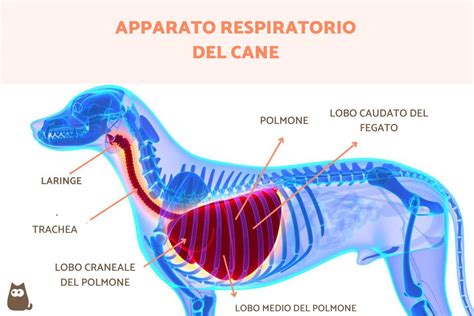illustrazione schematica di un naso che respira con difficoltà e una boccetta di spray nasale