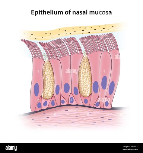 grafico che illustra l'effetto rebound della mucosa nasale dopo l'abuso di decongestionanti