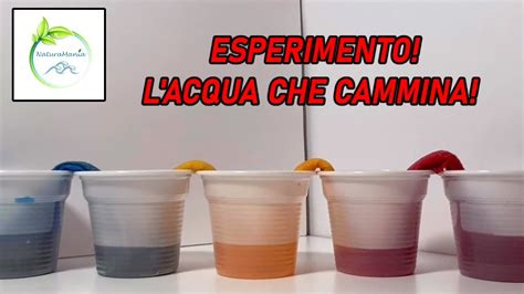 Infografica sull'esperimento