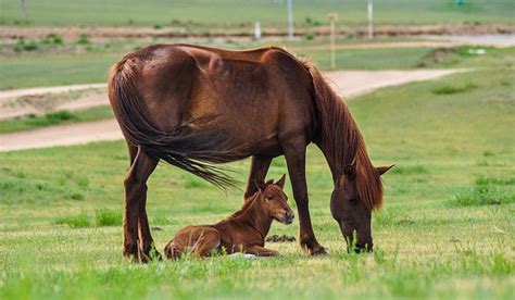 cavalla al pascolo durante la gestazione