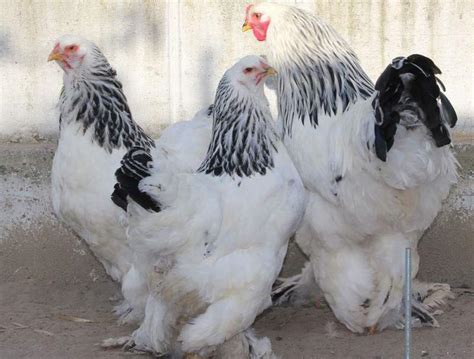 Morfologia di una gallina Brahma gigante con piumaggio abbondante