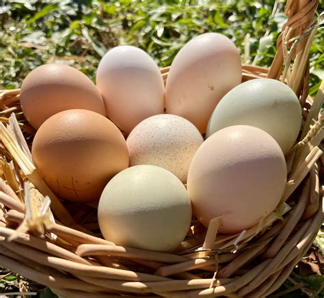 Cesto di uova fertili di gallina Brahma