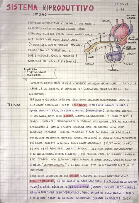 rappresentazione schematica del sistema riproduttivo umano in un contesto clinico