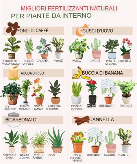 Piante da interno sane e rigogliose