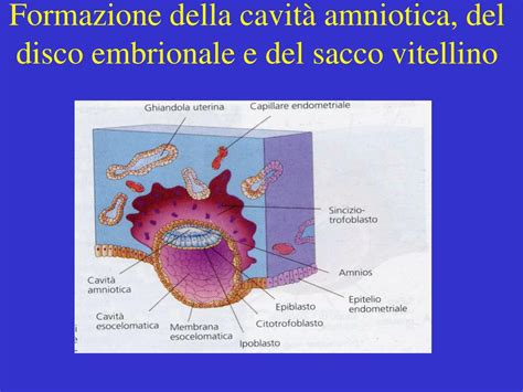 Schema dello sviluppo della cavità amniotica e del sacco amniotico