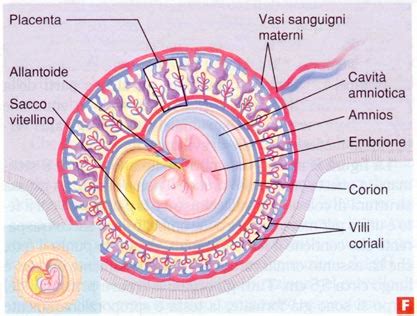 Diagramma delle membrane embrionali e delle cavità durante lo sviluppo fetale