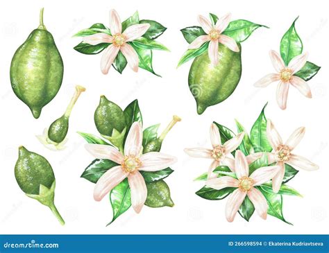 Composizione di agrumi e fiori