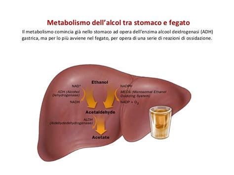 Diagramma sul metabolismo dell'alcol in allattamento