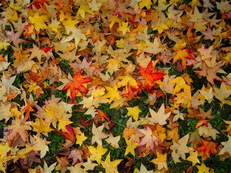 Un violino appoggiato su un tappeto di foglie secche, simbolo del passaggio delle stagioni e della fine della vita.