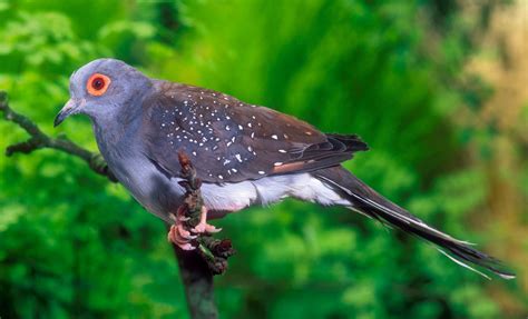 Esempi di mutazioni di colore di tortore diamantina