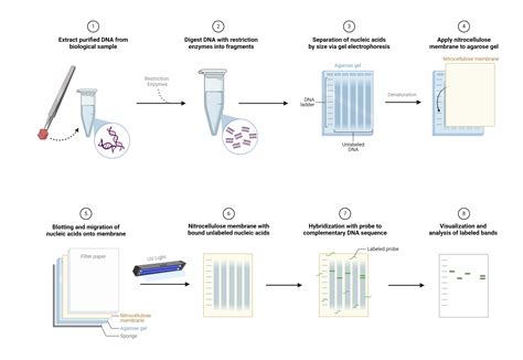 Schema che illustra i passaggi della tecnica RFLP, dall'estrazione del DNA al Southern Blot.