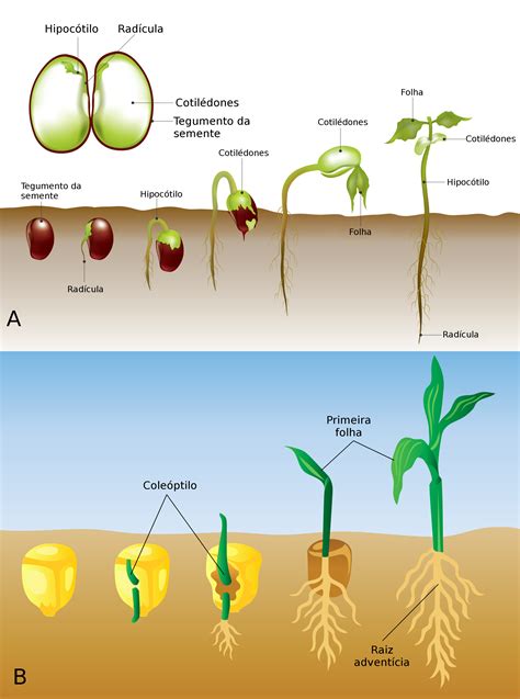 schema grafico che illustra un cotiledone succenturiato separato dalla massa placentare principale
